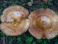 Zwei braune Pilze mit großem 20cm durchmessendem Hut mit Vertiefung